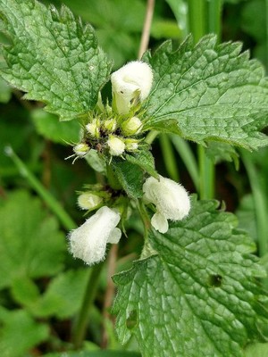 photo of White Dead Nettle