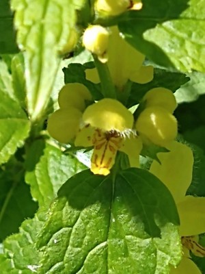 photo of Yellow Archangel