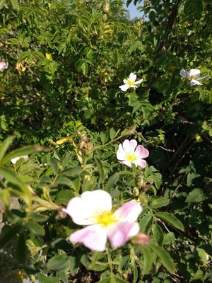 photo of Common Dog Rose