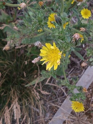 photo of Bristly Oxtongue