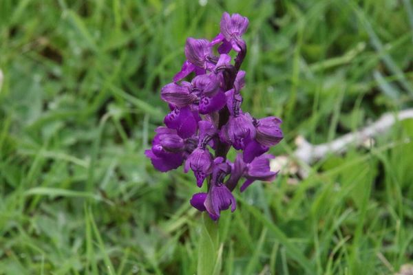 photo of Green Winged Orchid
