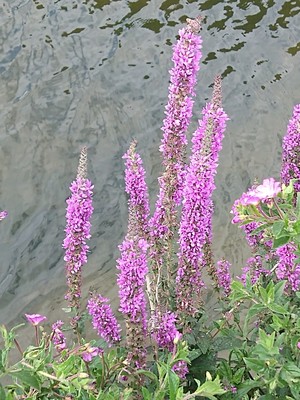 photo of Purple Loosestrife
