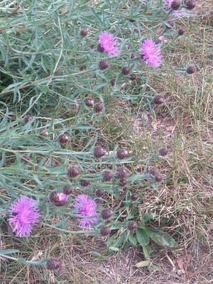 photo of Common Knapweed