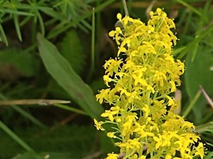 photo of Lady's Bedstraw