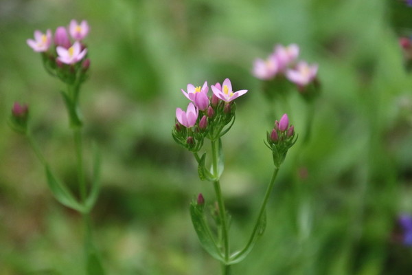 photo of Common Centaury