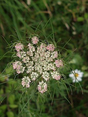 photo of Wild Carrot