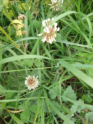photo of White Clover