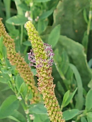 photo of Greater Plantain