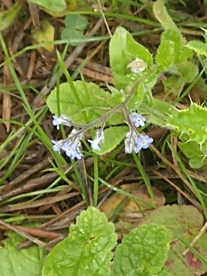photo of Field Forget Me Not
