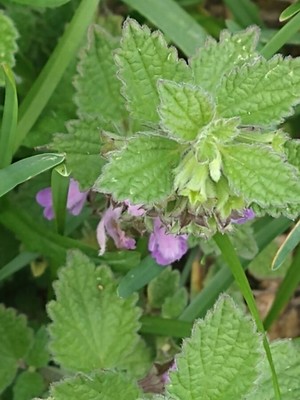 photo of Black Horehound