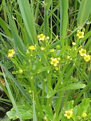 photo of Celery Leaved Buttercup