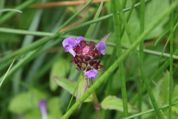 photo of Selfheal