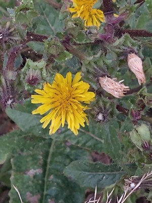 photo of Bristly Oxtongue