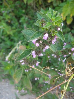photo of Black Horehound