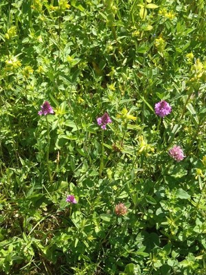 photo of Pyramidal Orchid