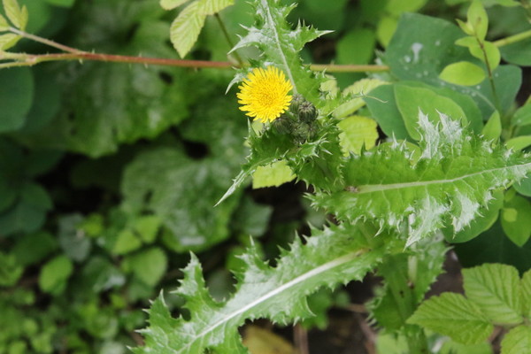 photo of Prickly Sow Thistle