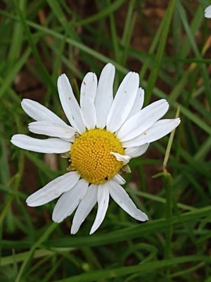 photo of Oxeye Daisy