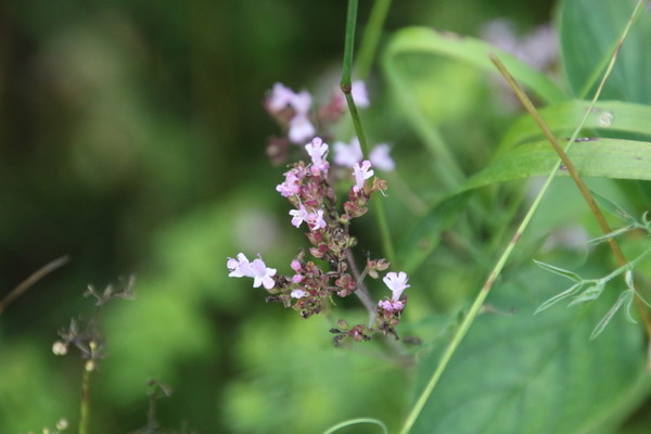 photo of Wild Marjoram