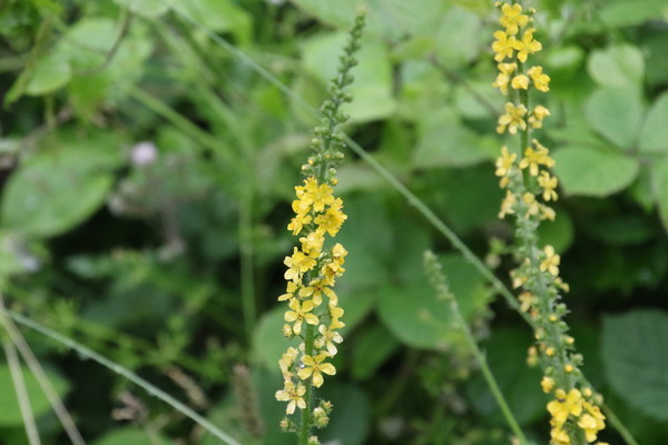 photo of Agrimony