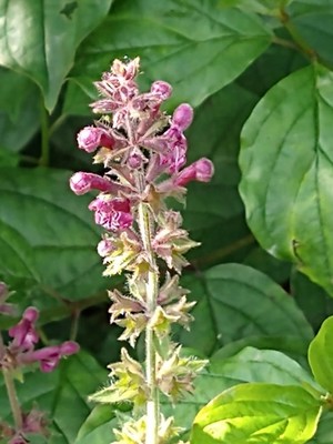 photo of Hedge Woundwort