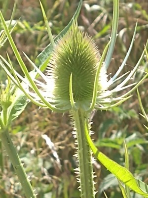 photo of Teasel