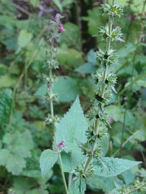 photo of Hedge Woundwort