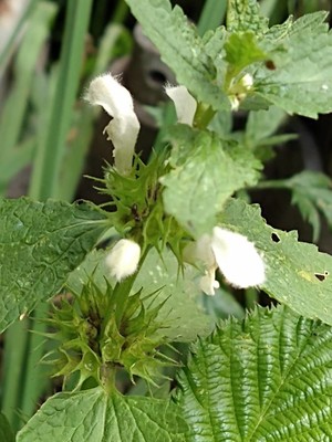 photo of White Dead Nettle