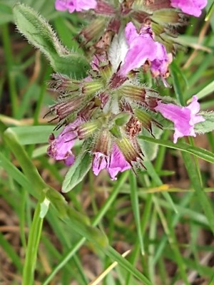 photo of Wild Basil