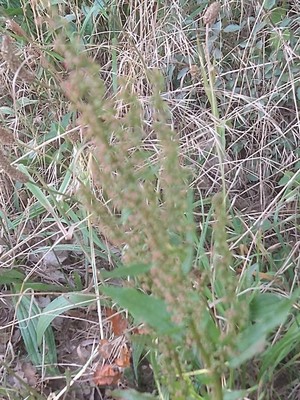 photo of Curled Dock