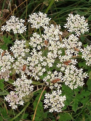 photo of Hogweed