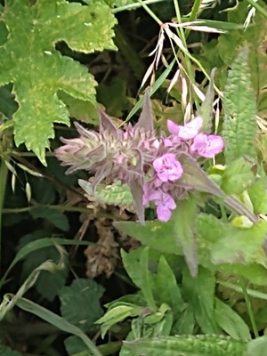 photo of Marsh Woundwort
