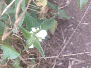 photo of White Dead Nettle