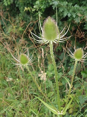 photo of Teasel