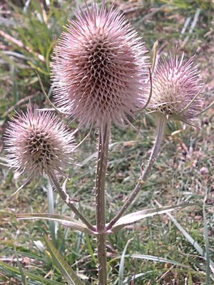 photo of Teasel