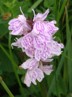 photo of Heath Spotted Orchid