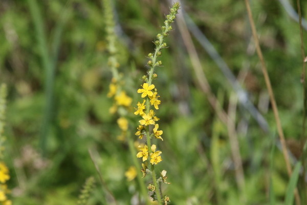 photo of Agrimony
