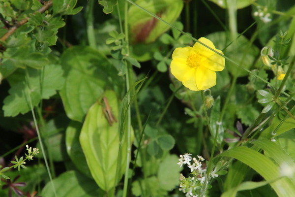 photo of Common Rockrose