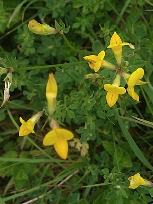 photo of Bird's Foot Trefoil