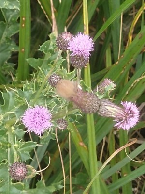 photo of Creeping Thistle