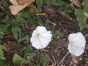 photo of Field Bindweed