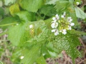 photo of Garlic Mustard