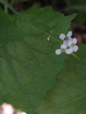 photo of Garlic Mustard