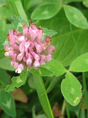 photo of Red Clover