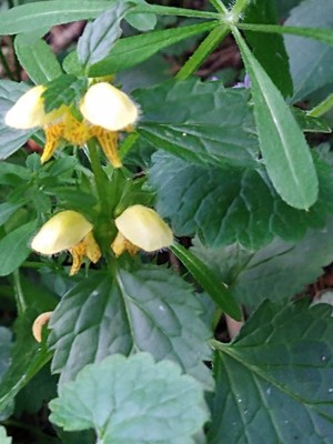 photo of Yellow Archangel