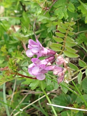 photo of Bush Vetch