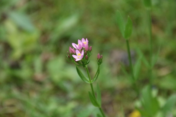 photo of Common Centaury