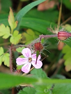 photo of Herb Robert