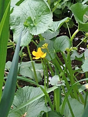photo of King Cups Or Marsh Marigold