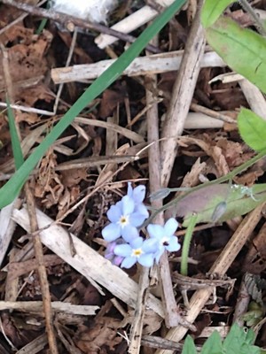 photo of Wood Forget Me Not