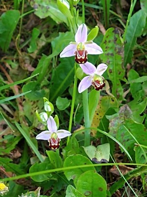 photo of Bee Orchid